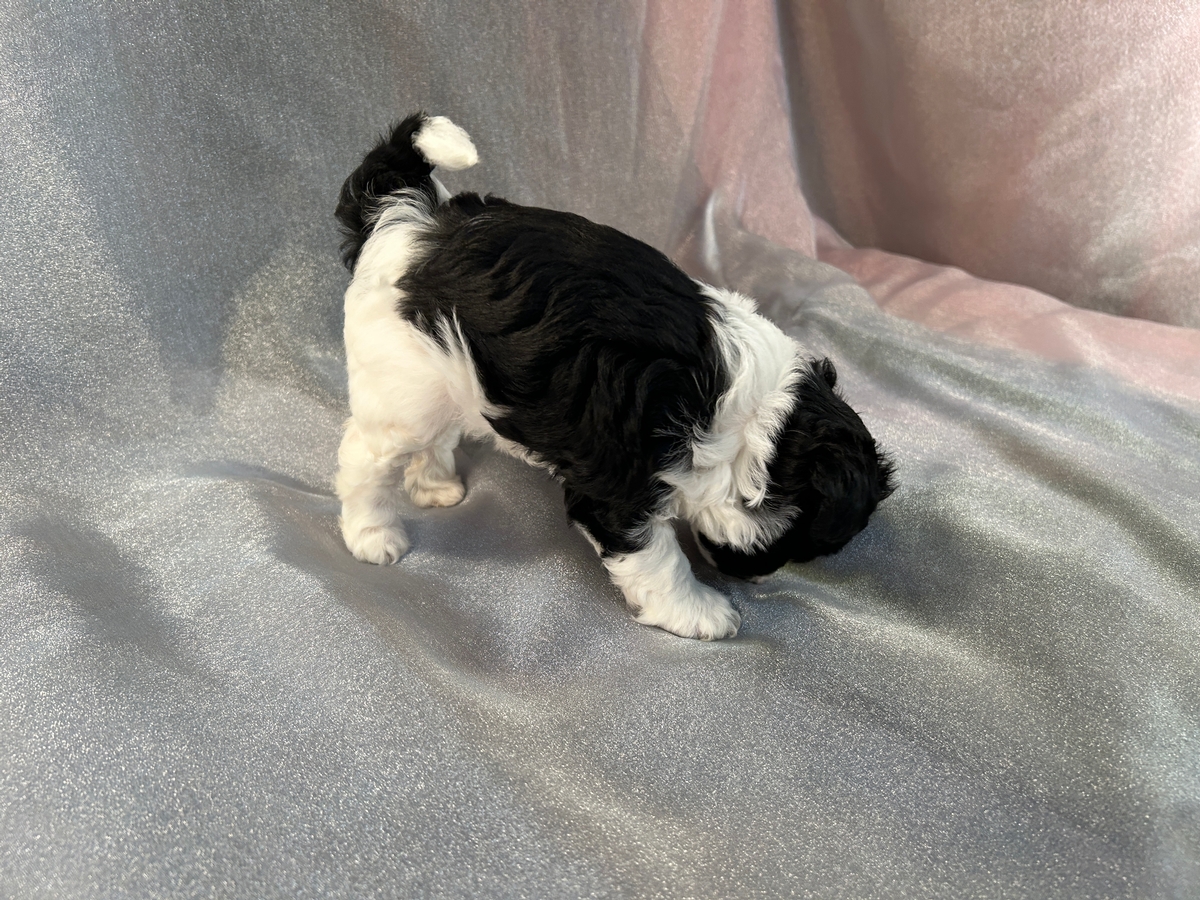 Female Mega Coat Schnoodle Puppy for Sale in Iowa $1200